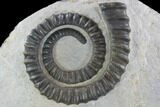 Three Devonian Ammonites (Anetoceras) With Trilobite Heads #101576-1